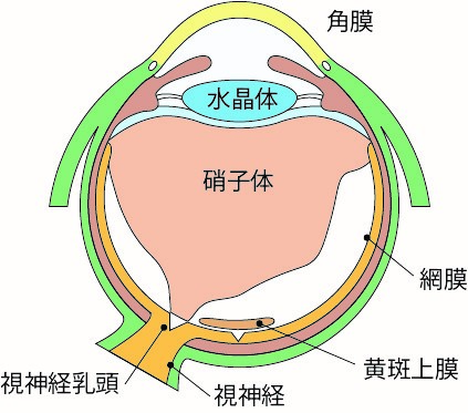 黄斑上膜